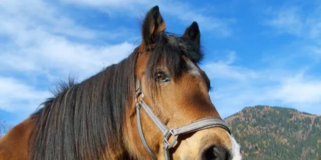 打倒JRAに乗り出せ地方馬ララベル!