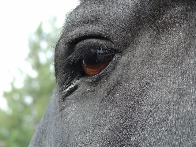 【AJCC予想2016】帰ってきたショウナンマイティ!