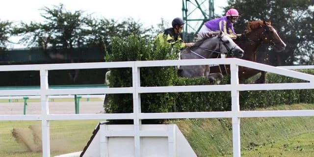 【中山GJ2016予想】競馬を語るなら障害もお忘れなく!オジュウチョウサンが1強サナシオンを差し切ってくれる!