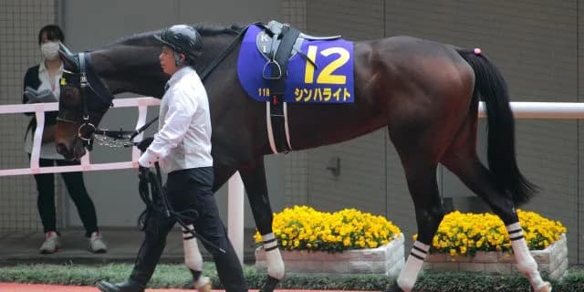 シンハライト引退。屈腱炎発症後、良化見られず無念のリタイア