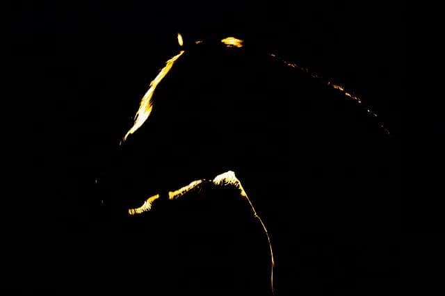 【フラワーC予想2017】ファンディーナの強さはホンモノなのか?