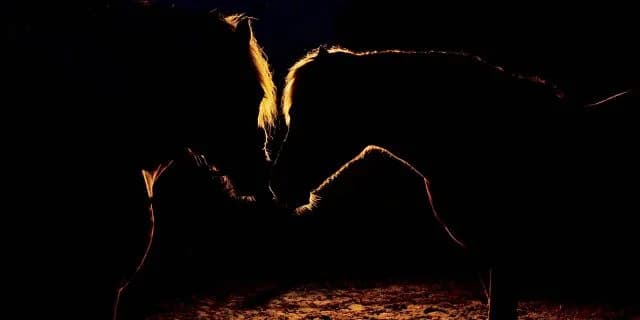 【天皇賞(春)2017予想】2強決着にはなりそうにない?紐に入れたい穴馬は