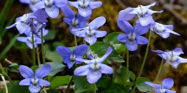 すみれステークス、7頭立ての寂しい競馬も全頭にチャンスあり