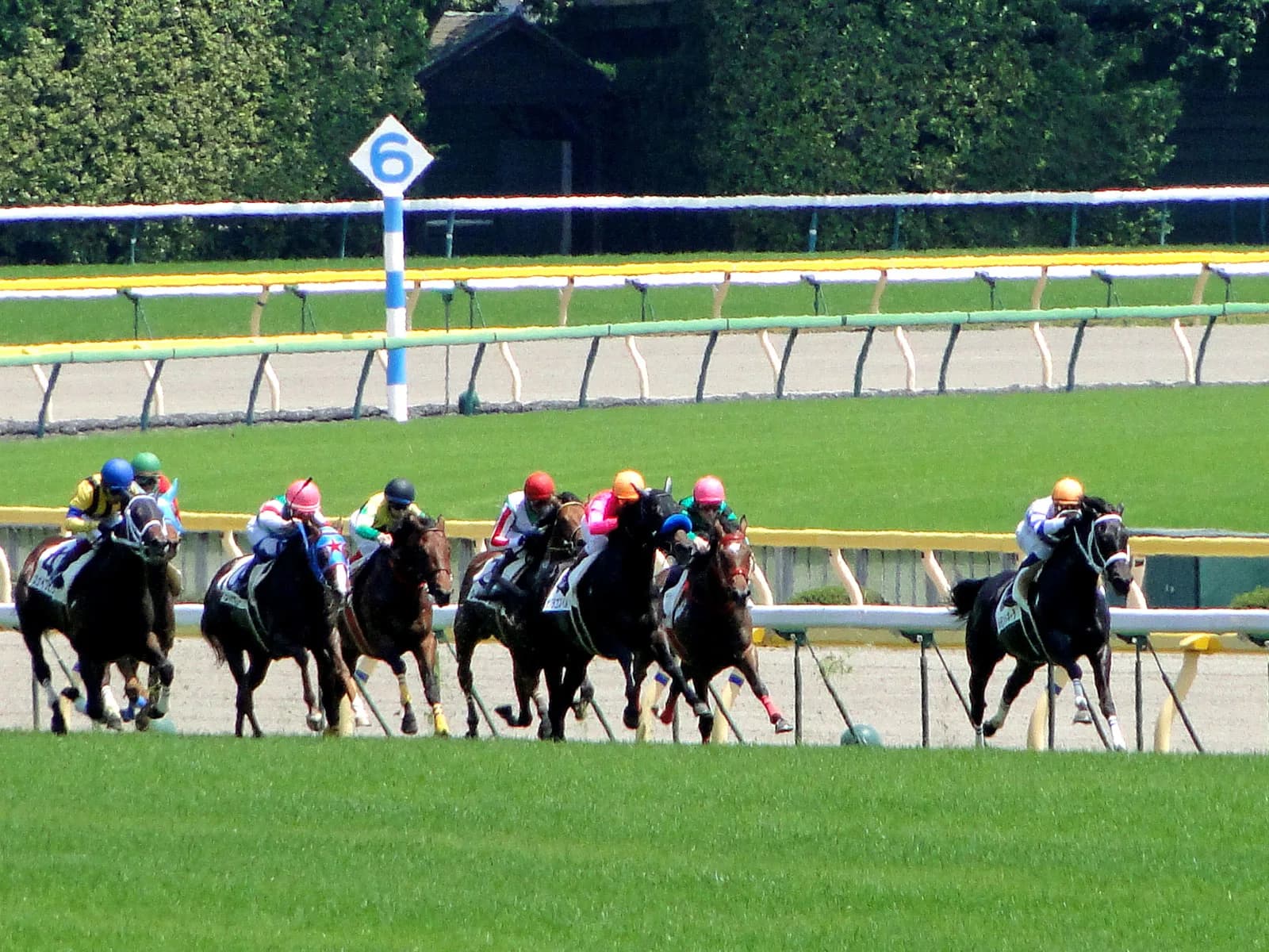【アイビスSD】ベルカントが2馬身差をつけ快勝！