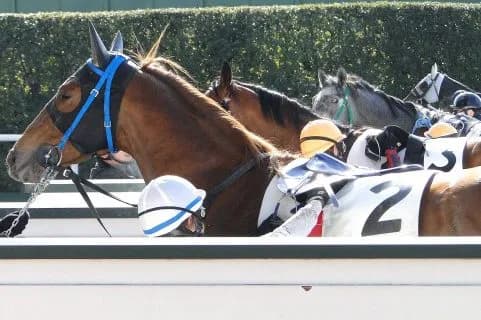 サドンストームはトップハンデの57kg。CBC賞で悲願の重賞勝利となるか？