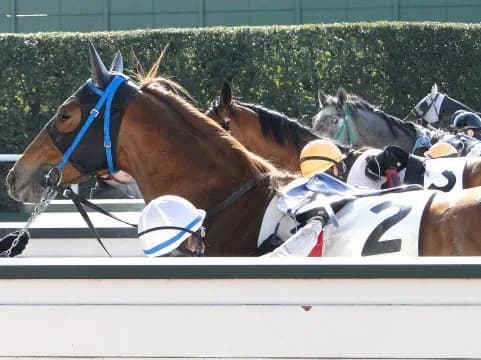 サドンストームはトップハンデの57kg。CBC賞で悲願の重賞勝利となるか？