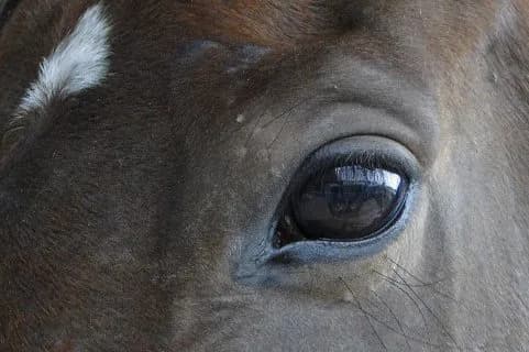 ＧⅠ馬アルフレードは過去の栄光を取り戻せるか。