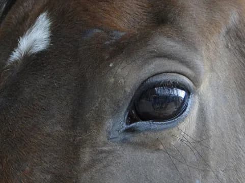 ＧⅠ馬アルフレードは過去の栄光を取り戻せるか。