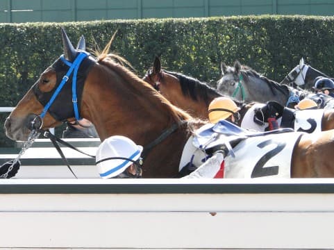 【小倉記念】マローブルー51kg。軽ハンデを活かして一気に浮上も