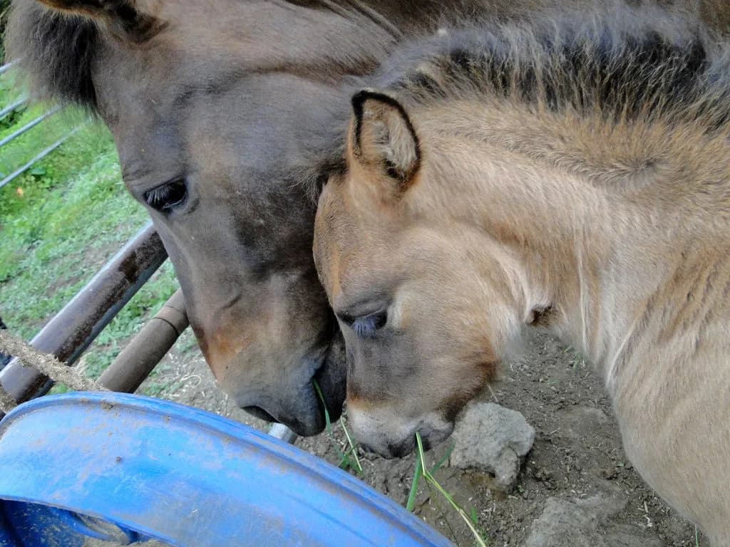 ダイワスカーレットの第4仔ダイワウィズミーが3週間調教なし？
