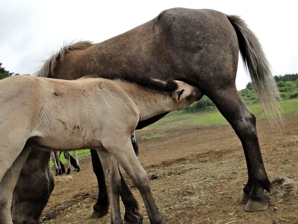 期待の現れか？父母の名を冠すウオッカ産駒タニノアーバンシー