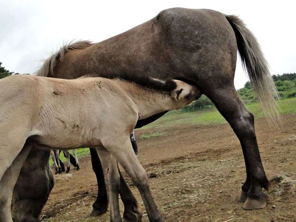 期待の現れか？父母の名を冠すウオッカ産駒タニノアーバンシー