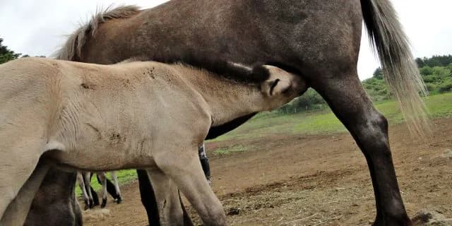 期待の現れか？父母の名を冠すウオッカ産駒タニノアーバンシー