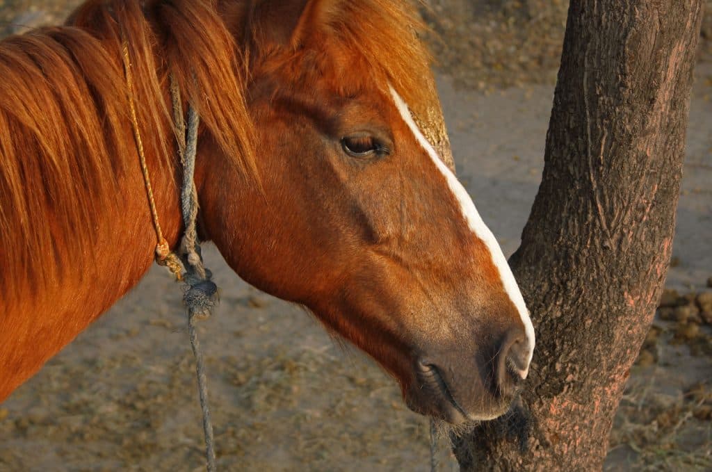 オルフェーヴルの弟アッシュゴールド。兄と比較されっぱなしでグレてた？