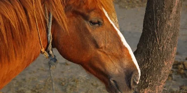 オルフェーヴルの弟アッシュゴールド。兄と比較されっぱなしでグレてた？