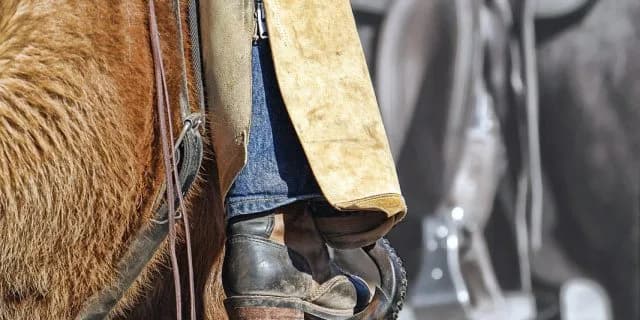 ダイワウィズミー調教再開