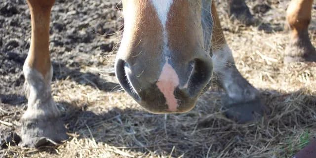 【注目新馬】優良血統のメイケイレジェンド