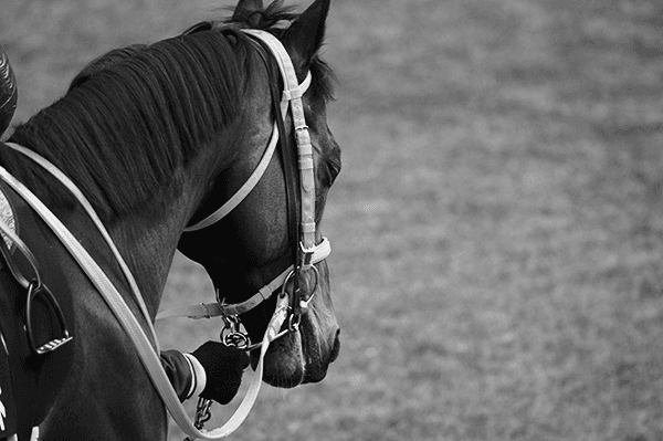 逃げ馬アンバルブライベン（牝6・福島）が放牧先で急死。