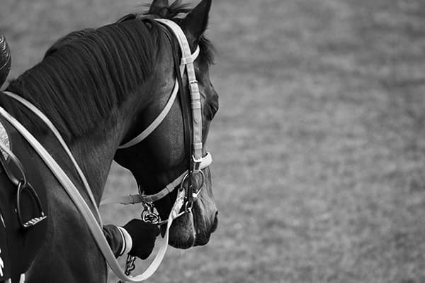 逃げ馬アンバルブライベン（牝6・福島）が放牧先で急死。