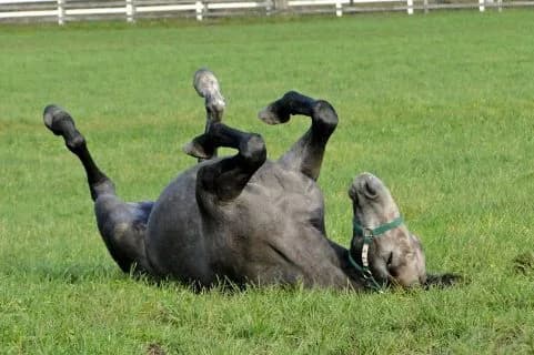 北の大地で夏競馬を120%楽しもう