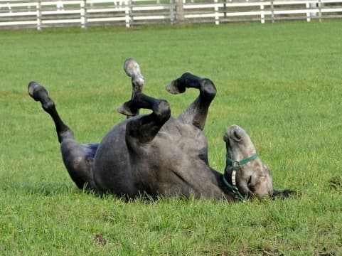 北の大地で夏競馬を120%楽しもう