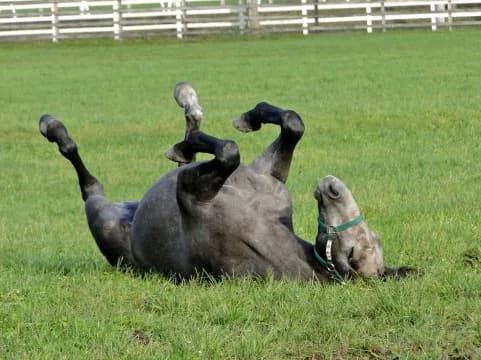 北の大地で夏競馬を120%楽しもう