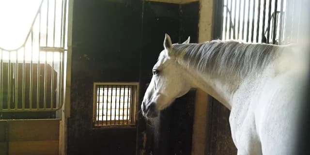 【競馬】競馬界の異端児ゴールドシップが年内引退！