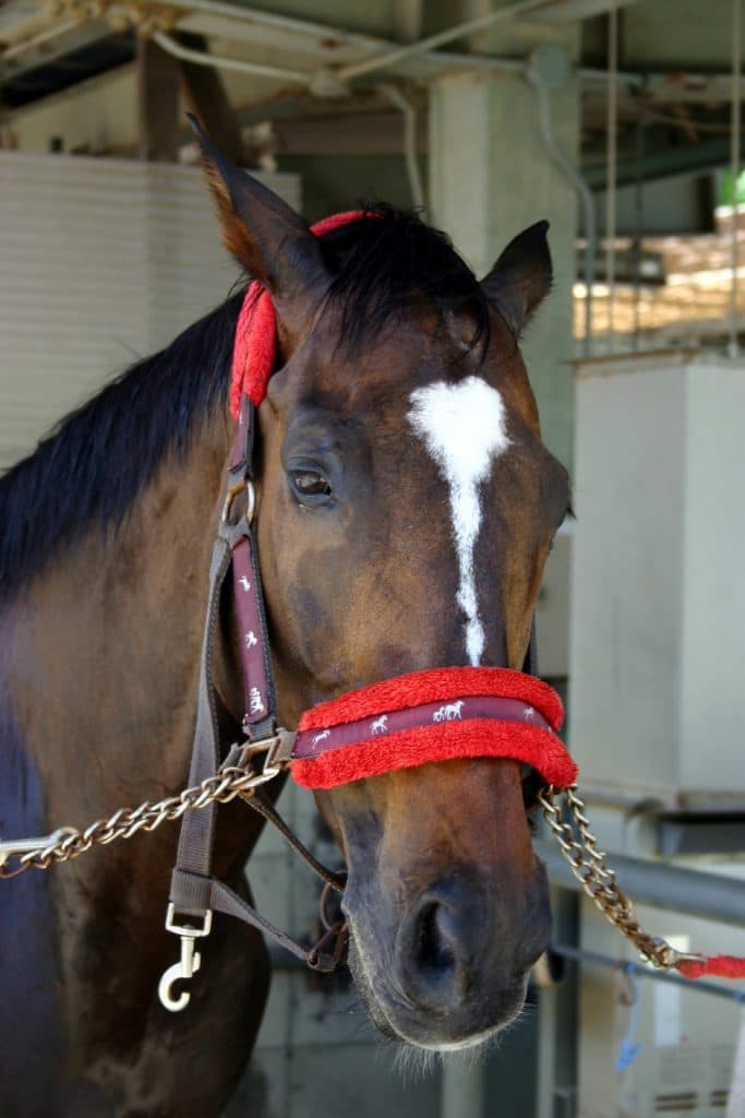 【レパードS】成り上がるかクロスクリーガー？セリ取引1000万以下のダート馬の進撃