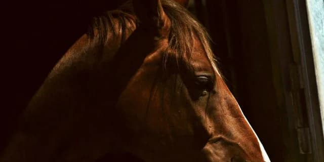 ストレイトガール引退前にもう一度。やり残した"2つ"のレースに挑戦