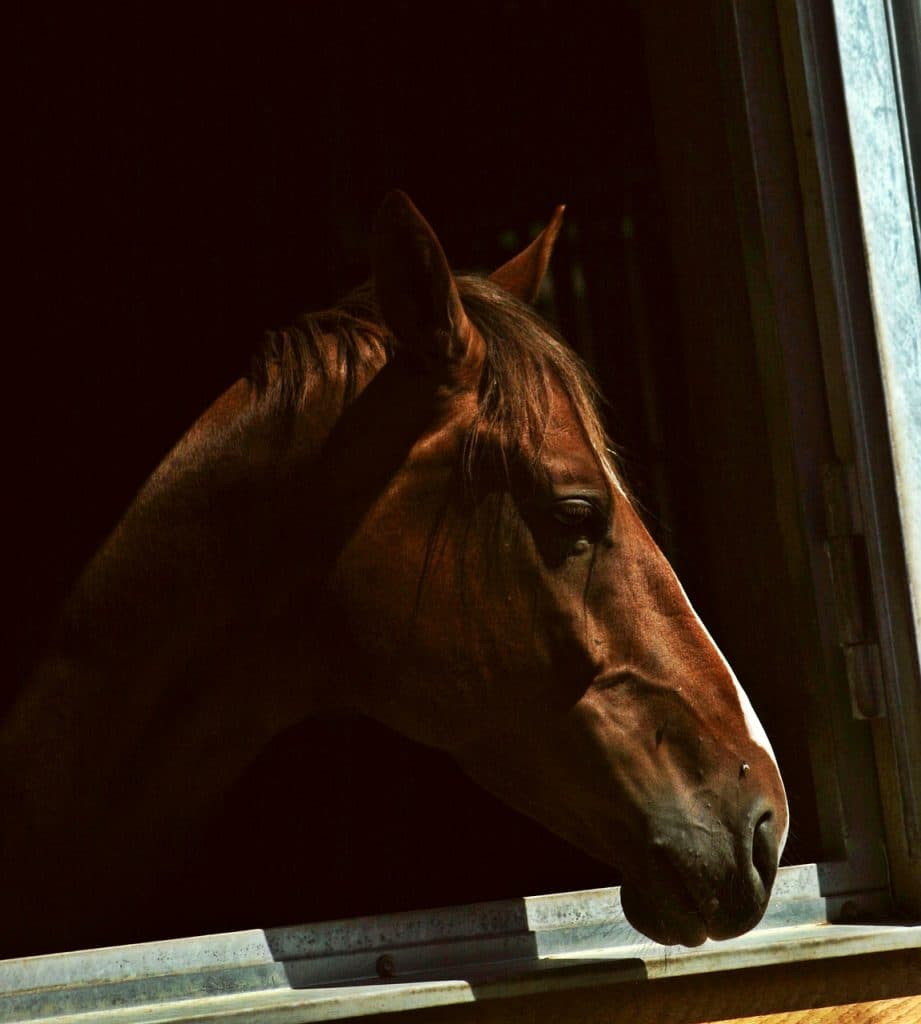 ストレイトガール引退前にもう一度。やり残した"2つ"のレースに挑戦