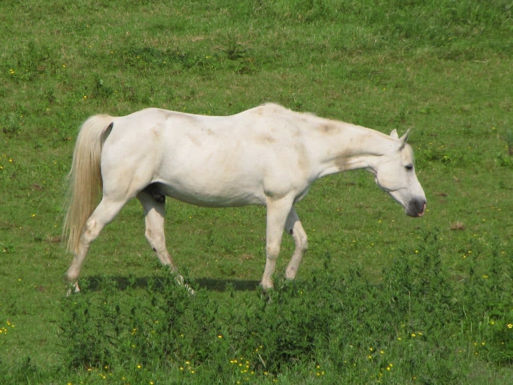 白毛馬のユキンコ未勝利のまま引退へ