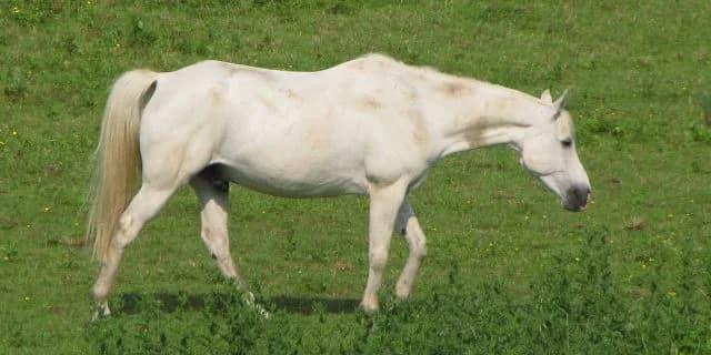 白毛馬のユキンコ未勝利のまま引退へ