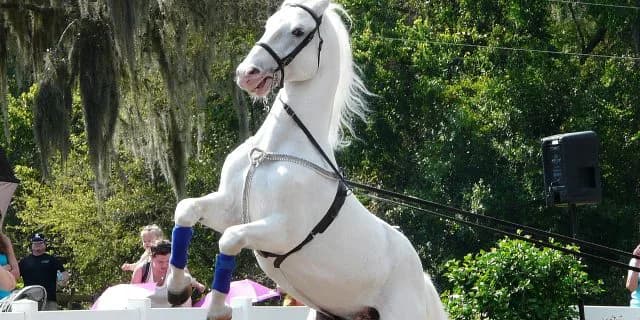 「ブチコ」に「ゴールドシップ」なぜ人は"白い馬"に惹かれるのか？