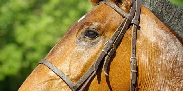 【札幌記念】育ち盛りのヤマカツエース『怖いもの知らず』