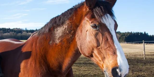 【注目新馬】ラキシス・サトノアラジンの全弟サトノケンシロウ