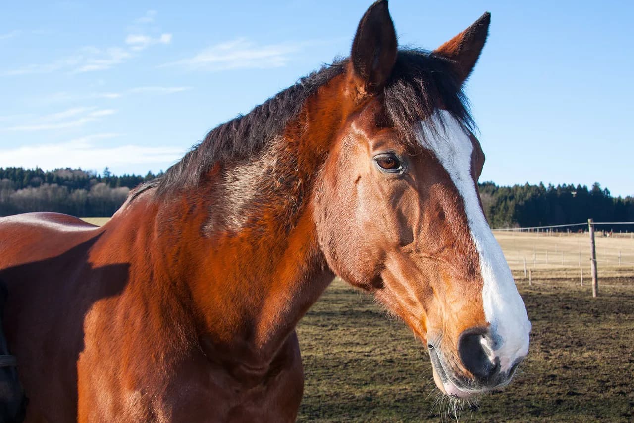 【注目新馬】ラキシス・サトノアラジンの全弟サトノケンシロウ