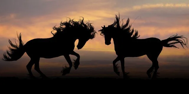 ロードクエストとアストラエンブレム、小島厩舎の期待の2頭が新境地を切り開く！