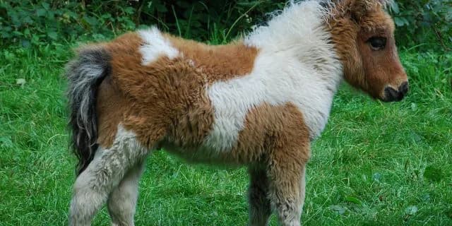 馬がペット？犬と同じサイズの"ファラベラ"が大人気