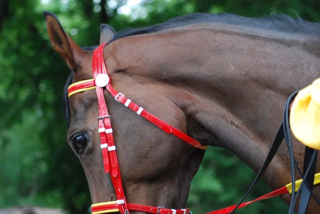 【キーンランドC】レッドオーヴァルがいまだに重賞を勝てない"2つ"の理由とは？