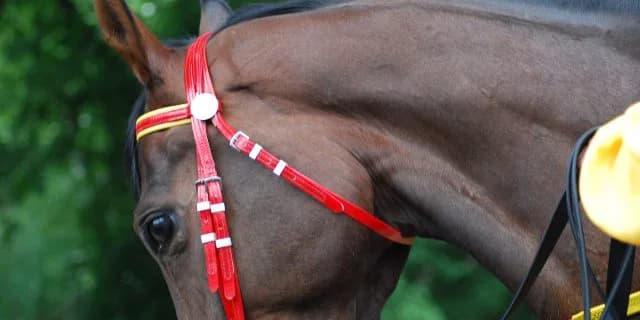 【キーンランドC】レッドオーヴァルがいまだに重賞を勝てない"2つ"の理由とは？