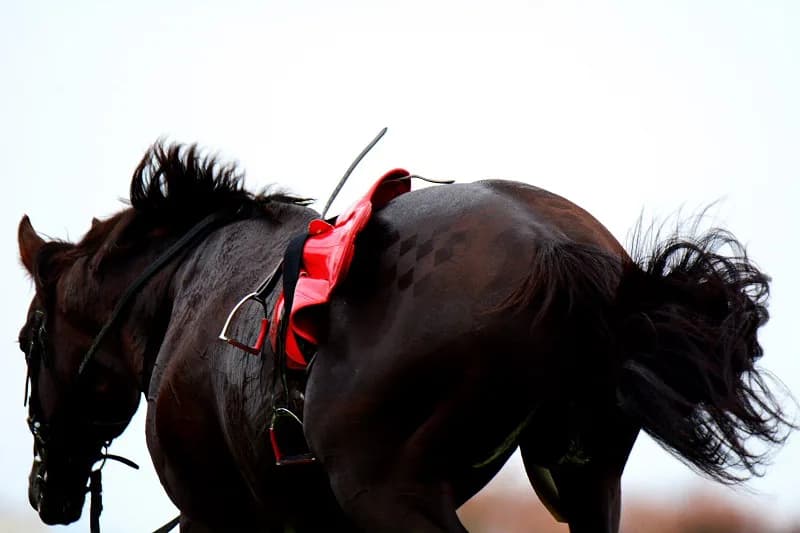 2015年JBCスプリント覇者コーリンベリーの可能性を占う