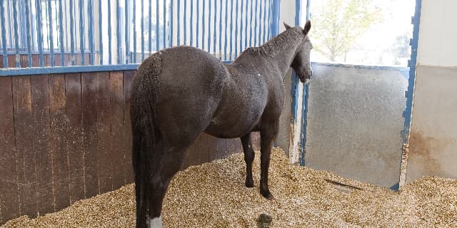 【ローズS】ショウナンアデラがローズSを回避、秋華賞へ直行か？