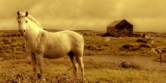 【京成杯オータムH2015】ハンデ弱しと予想しスマートオリオンの即復活に期待！