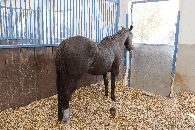 【ローズS】ショウナンアデラがローズSを回避、秋華賞へ直行か？