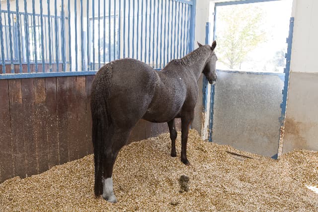 【ローズS】ショウナンアデラがローズSを回避、秋華賞へ直行か？