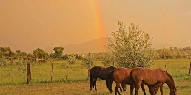 【注目新馬】ラストインパクトの妹イリデッセンス小倉でデビュー