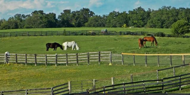CBC賞勝馬のトーホウアマポーラ引退、重賞馬を生んだスタッフ3人だけの牧場、竹島牧場とは？