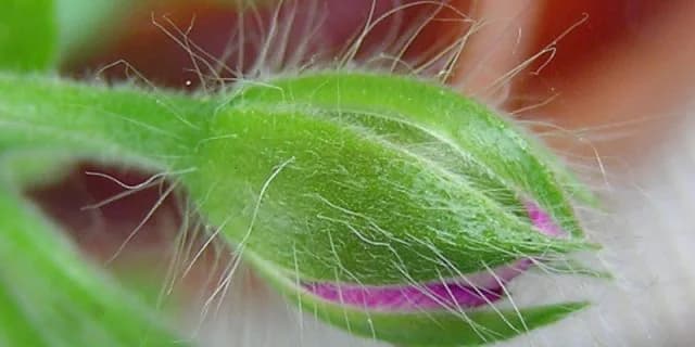 出世レースの萩S。今年は少頭数での開催へ