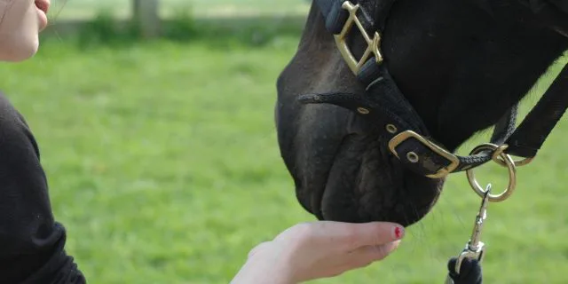 【競馬】藤田菜七子(18)、競馬界における女性の社会進出の道を切り開けるか？