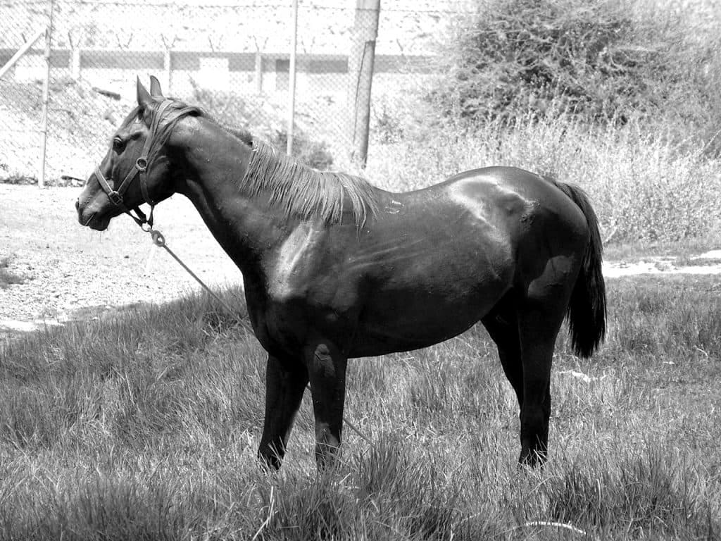 【シリウスS2015】立ちはだかる古豪に挑む新星登場なるか